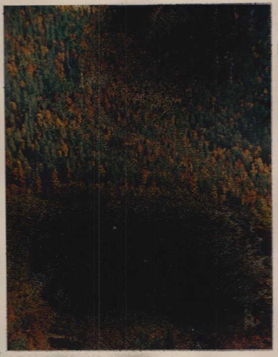 Noir de mars (la forêt) 